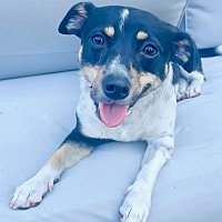 adopt a pet