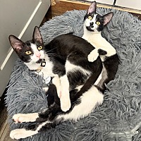 adopt a pet