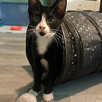 adopt a pet
