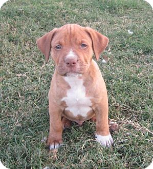 bulldog mixed with pitbull puppies