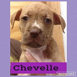 Thumbnail photo of Chevelle #1