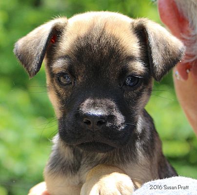 patriot boston terrier farm