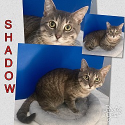 Thumbnail photo of Shadow #4