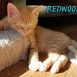 Thumbnail photo of REDWOOD #4