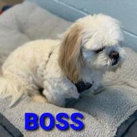 Photo of Boss