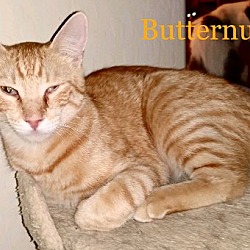 Photo of Butternut