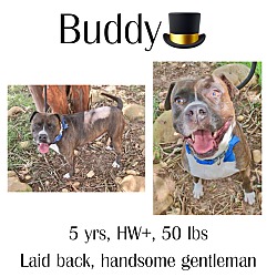 Thumbnail photo of Buddy #1