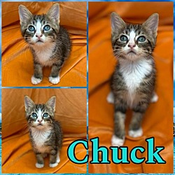 Photo of Chuck