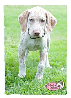 english pointer lab