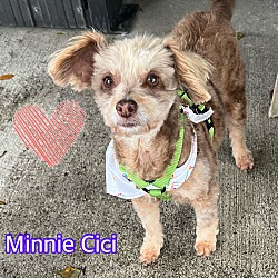 Thumbnail photo of Minnie Cici #1
