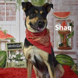 Thumbnail photo of Shaq #2