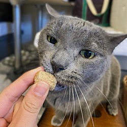 Thumbnail photo of Abby (Russian Blue) #2