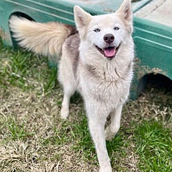 bonded pet photo