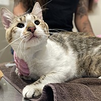 adopt a pet