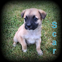 Thumbnail photo of Scar #1