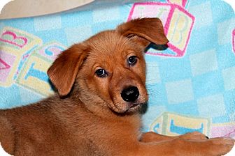 Los Angeles, CA - Golden Retriever. Meet Gurgle a Pet for ...