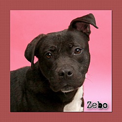 Thumbnail photo of Zebo #1