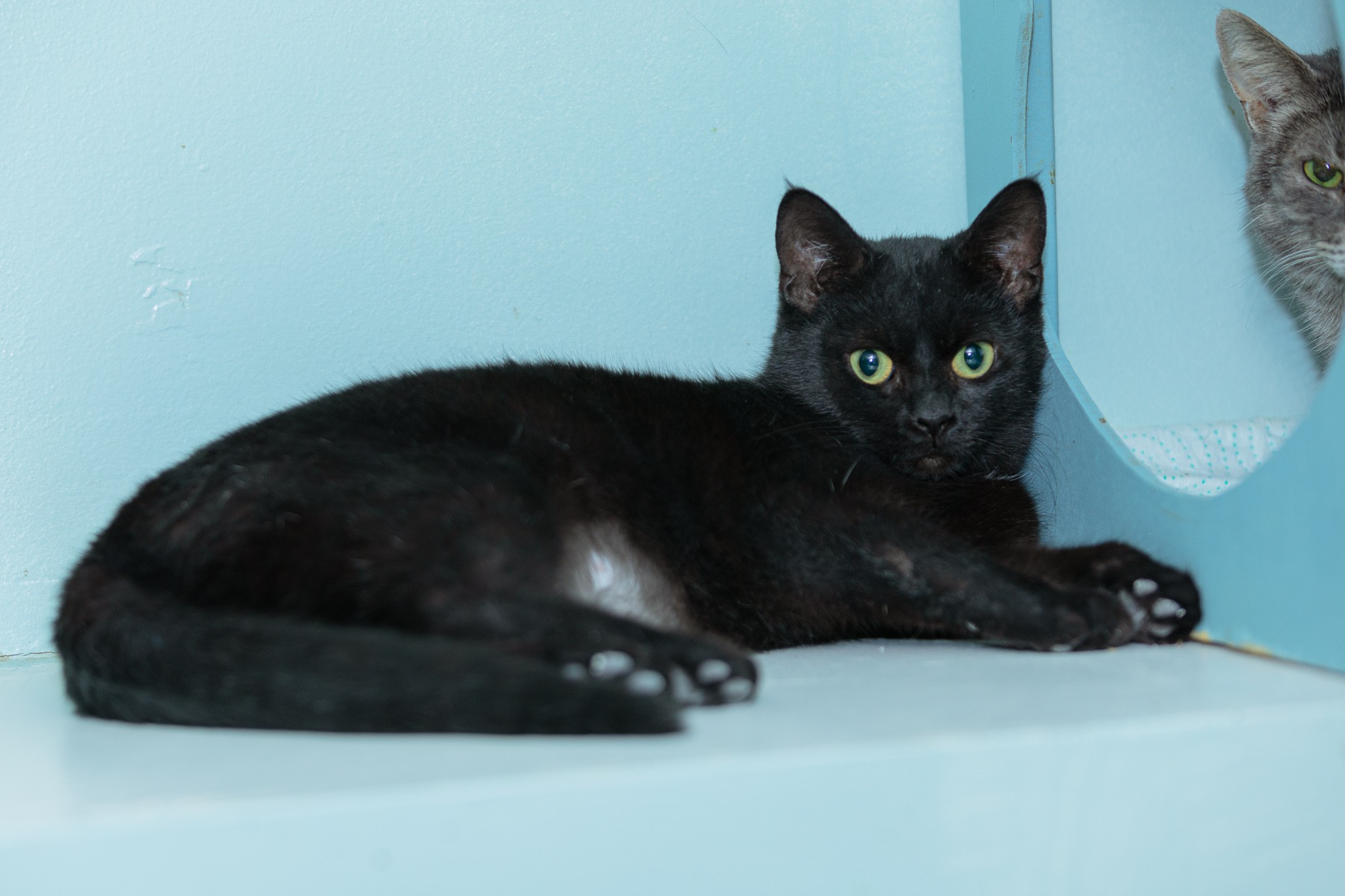 Adopt Salem A All Black Bombay (short Coat) Cat In Chicago, IL