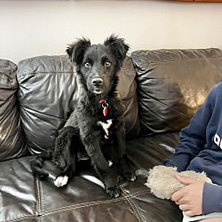 Border Collie Mix Puppies For Sale