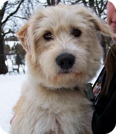 wheaten terrier mix for adoption