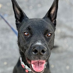 Photo of Sombra - Foster or Adopt Me!