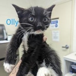 Thumbnail photo of Olly #2