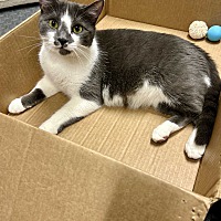 adopt a pet