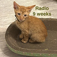 adopt a pet