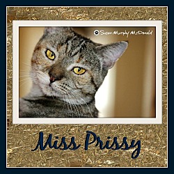 Thumbnail photo of Miss Prissy #1