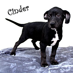 Thumbnail photo of Cinder~adopted! #1