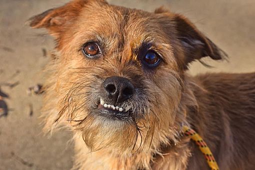 edgewood-md-cairn-terrier-terrier-unknown-type-small-meet-archie