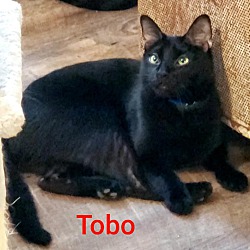 Thumbnail photo of Tobo #4