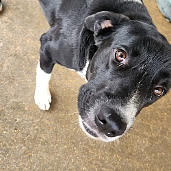 Photo of Koda