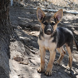 Photo of Shepherd pup