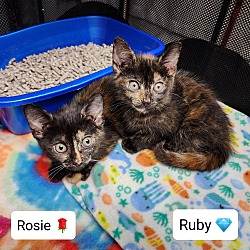 Thumbnail photo of Ruby and Rosie #1