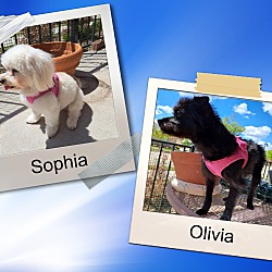 Photo of Olivia and Sophia - N.TX