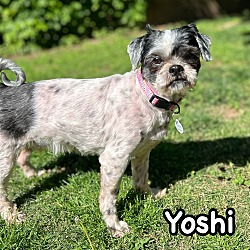 Photo of Yoshi