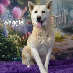 Thumbnail photo of Waggle #1
