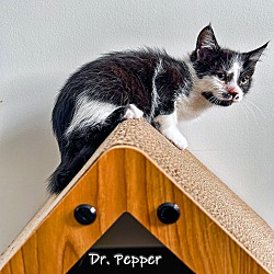 Thumbnail photo of Dr. Pepper #2