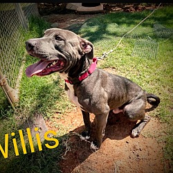 Thumbnail photo of Willis #4