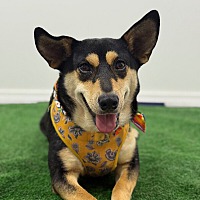 adopt a pet