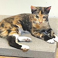 adopt-pet