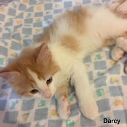 Thumbnail photo of Darcy #4