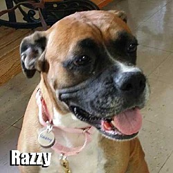 Thumbnail photo of Razzy #1