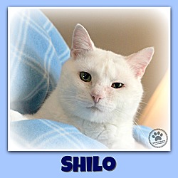 Photo of Shilo