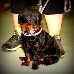 Thumbnail photo of Suzie~adopted! #3
