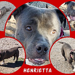 Thumbnail photo of Henrietta #4