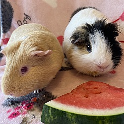 Thumbnail photo of Guinea pigs #2