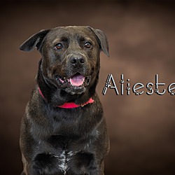 Photo of Aleister