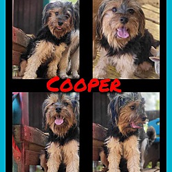 Thumbnail photo of COOPER in RHODE ISLAND #4